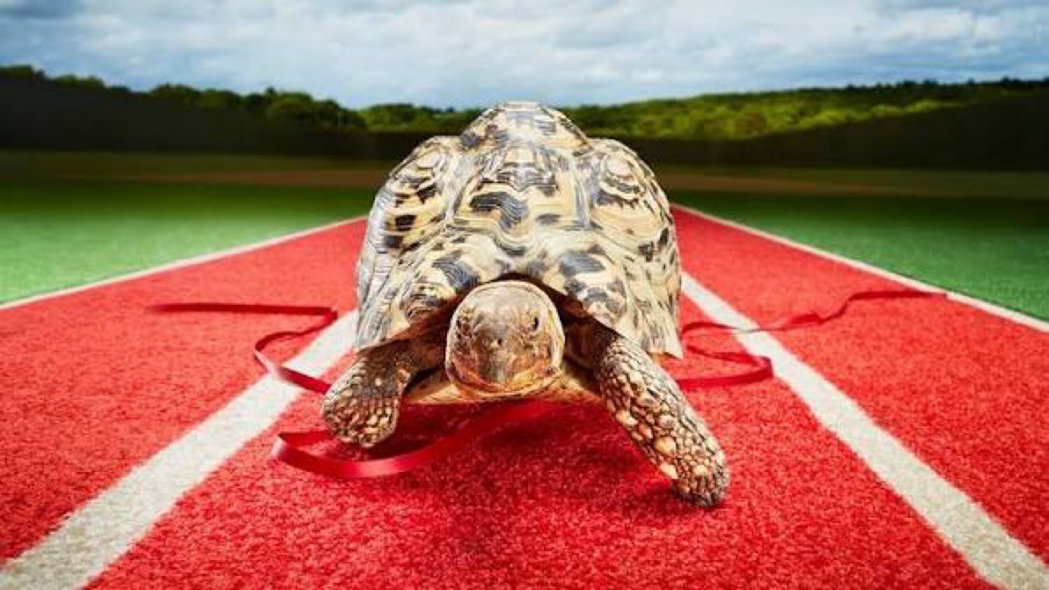 Bertie the leopard tortoise breaking a finish ribbon on a red track
